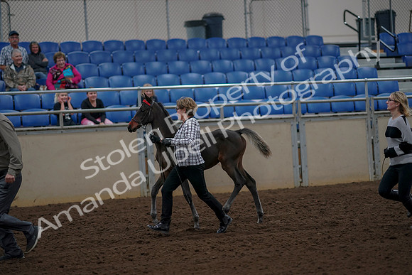 2019 Morgan Horse Show - Aug 30, 2019 - 24705