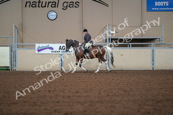 2019 Morgan Horse Show - Aug 30, 2019 - 16163