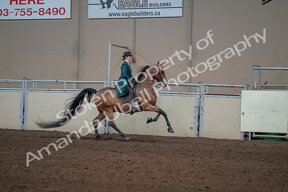 2019 Morgan Horse Show - Sept 01, 2019 - 13378