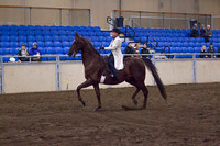 Class 16 - ASB English Country Pleasure, Sr. Rider