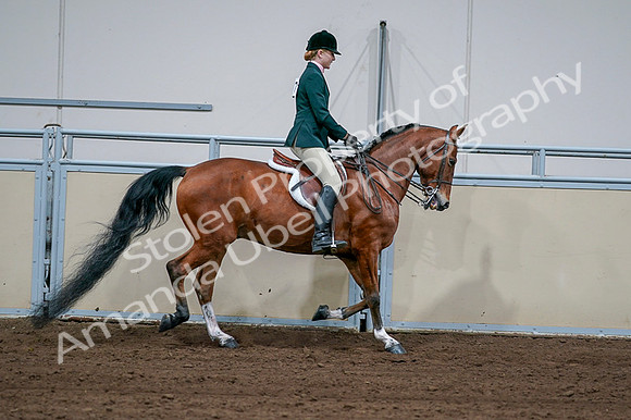 2020 - AB Morgan Horse - Fri, Sept 04 - 01751
