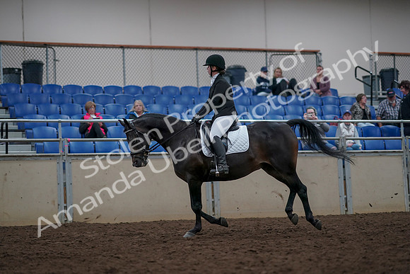 2019 Morgan Horse Show - Aug 31, 2019 - 16661