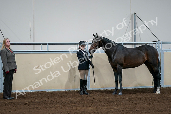 2020 - AB Morgan Horse - Fri, Sept 04 - 00807
