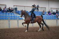 2019 Morgan Horse Show - Aug 31, 2019 - 20365