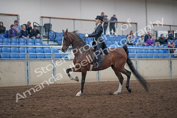 2019 Morgan Horse Show - Aug 31, 2019 - 20365