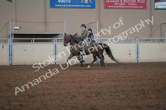 2019 Morgan Horse Show - Aug 30, 2019 - 15471