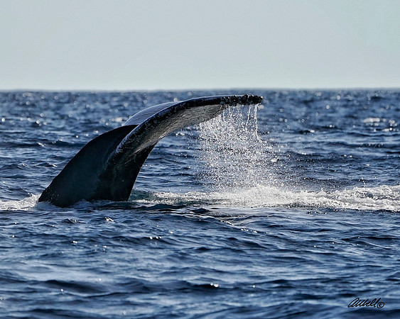 Los Cabo Dec 2018 - 0526