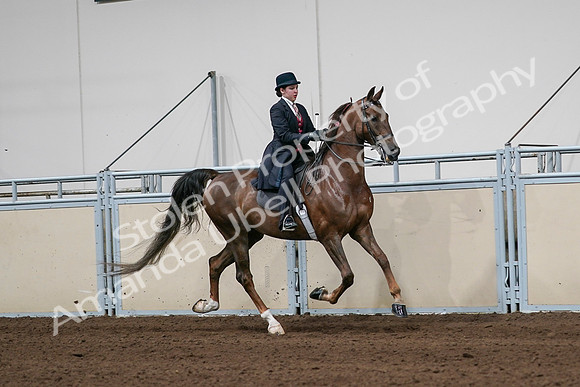 2020 - AB Morgan Horse - Sat, Sept 05 - 06366