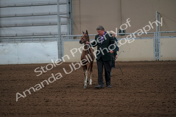 2019 Morgan Horse Show - Aug 30, 2019 - 24743