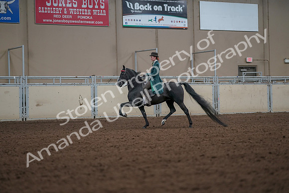 2019 Morgan Horse Show - Aug 30, 2019 - 15437