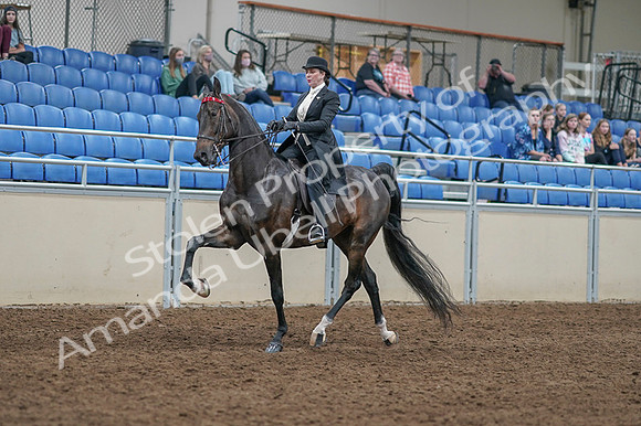 2020 - AB Morgan Horse - Fri, Sept 04 - 11335