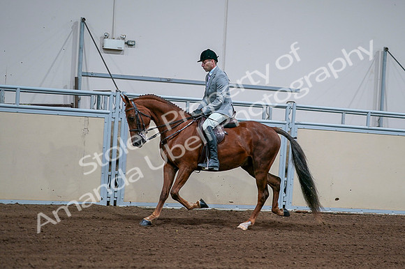 2020 - AB Morgan Horse - Fri, Sept 04 - 01609