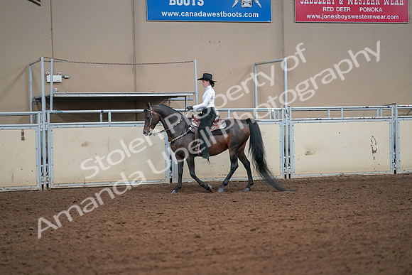 2019 Morgan Horse Show - Aug 30, 2019 - 16901