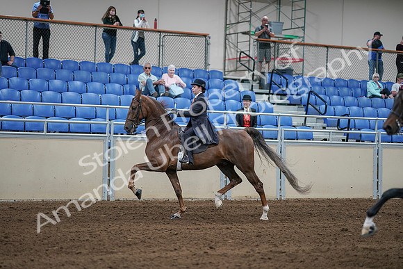 2020 - AB Morgan Horse - Sat, Sept 05 - 06215