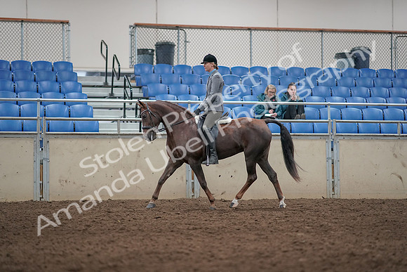 2019 Morgan Horse Show - Aug 31, 2019 - 07254