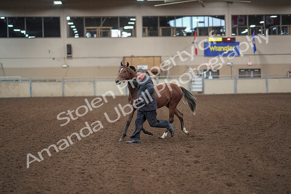 2019 Morgan Horse Show - Aug 31, 2019 - 00243