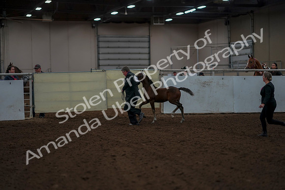 2019 Morgan Horse Show - Aug 30, 2019 - 24769