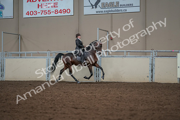 2019 Morgan Horse Show - Aug 30, 2019 - 28105