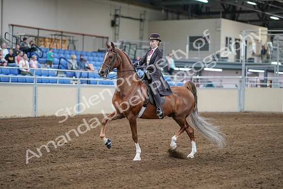 2020 - AB Morgan Horse - Sat, Sept 05 - 06160