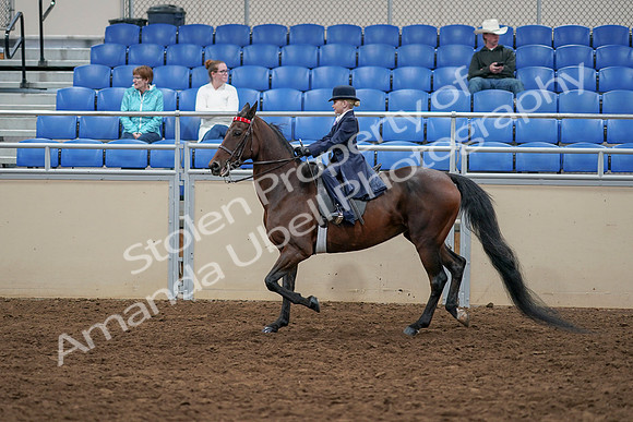 2020 - AB Morgan Horse - Sun, Sept 06 - 07707