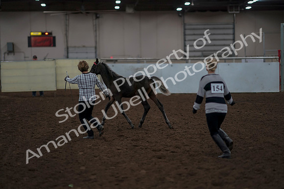 2019 Morgan Horse Show - Aug 31, 2019 - 00063