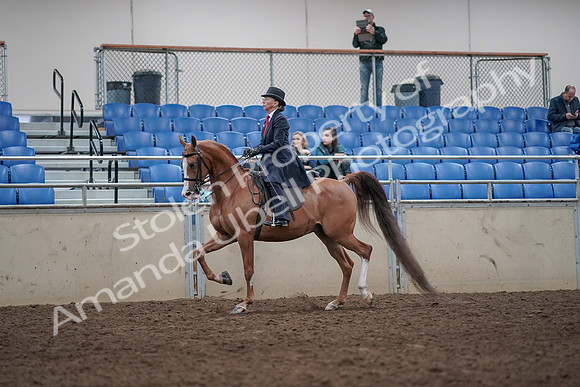 2019 Morgan Horse Show - Aug 31, 2019 - 08547
