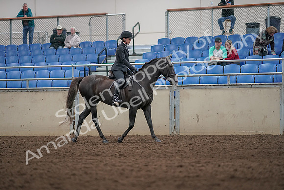 2019 Morgan Horse Show - Aug 31, 2019 - 07387