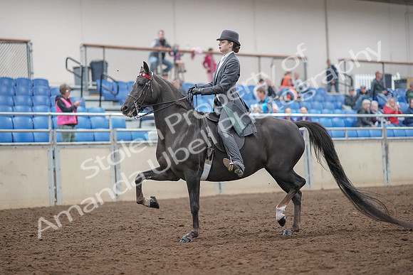2019 Morgan Horse Show - Aug 30, 2019 - 28372