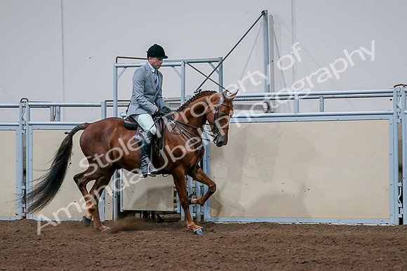 2020 - AB Morgan Horse - Fri, Sept 04 - 01790