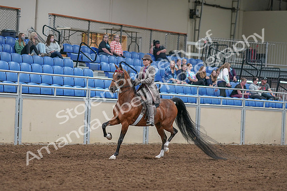 2020 - AB Morgan Horse - Fri, Sept 04 - 11354