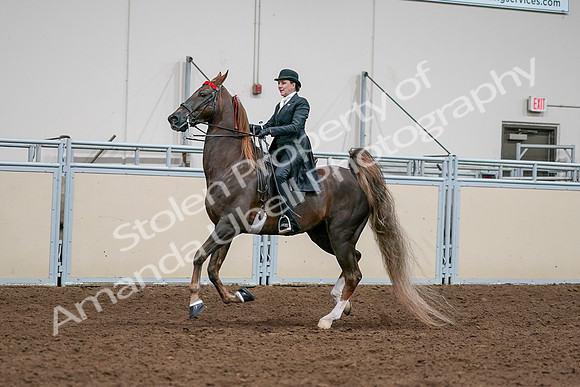 2020 - AB Morgan Horse - Sat, Sept 05 - 13113