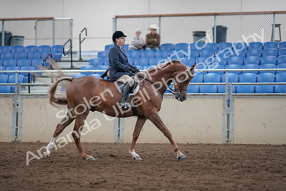 2019 Morgan Horse Show - Sept 01, 2019 - 08799