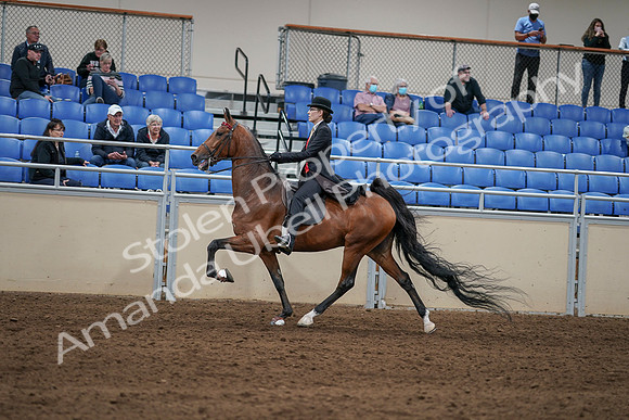 2020 - AB Morgan Horse - Sat, Sept 05 - 06741