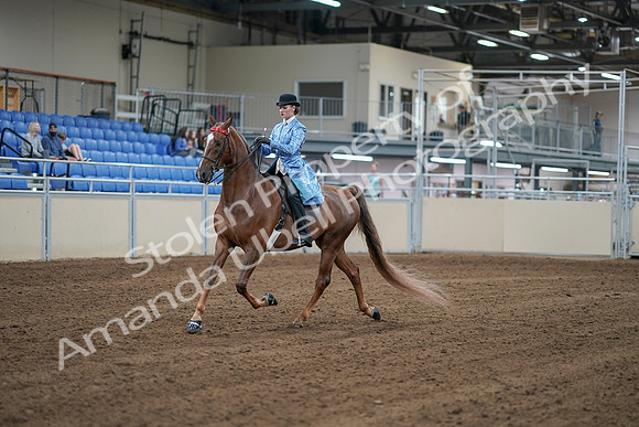 2020 - AB Morgan Horse - Sat, Sept 05 - 06118