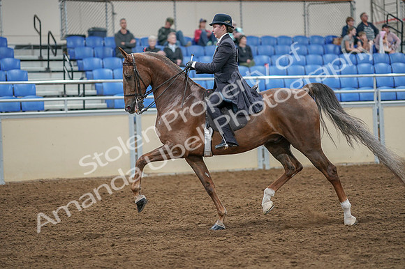 2020 - AB Morgan Horse - Fri, Sept 04 - 11105