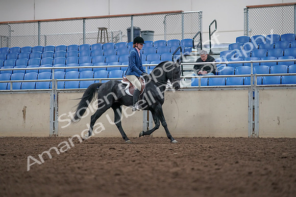 2019 Morgan Horse Show - Aug 31, 2019 - 16696