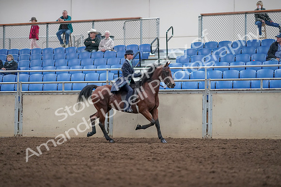 2019 Morgan Horse Show - Aug 31, 2019 - 08868