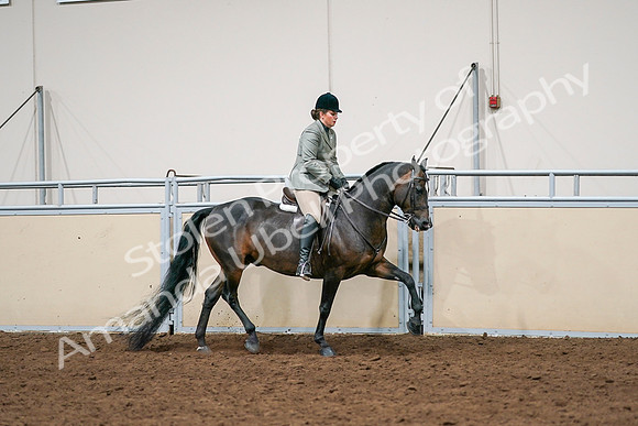 2020 - AB Morgan Horse - Sat, Sept 05 - 14500