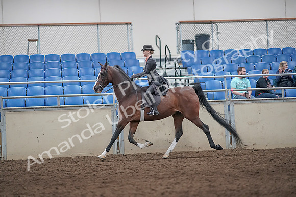 2019 Morgan Horse Show - Aug 31, 2019 - 08704
