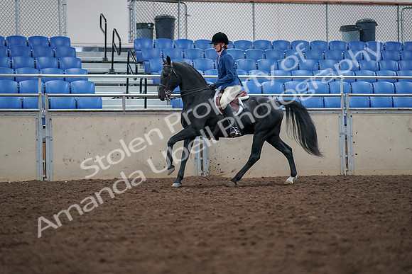 2019 Morgan Horse Show - Aug 30, 2019 - 18452