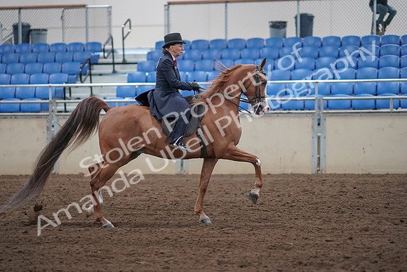 2019 Morgan Horse Show - Sept 01, 2019 - 12081