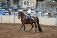2020 - AB Morgan Horse - Fri, Sept 04 - 08241
