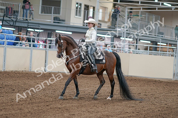 2020 - AB Morgan Horse - Fri, Sept 04 - 08241