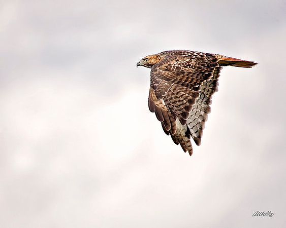 Birds - 289
