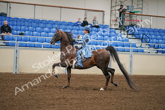 2020 - AB Morgan Horse - Fri, Sept 04 - 04860