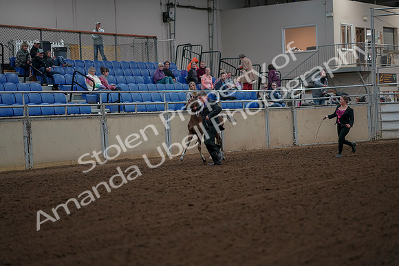 2019 Morgan Horse Show - Aug 30, 2019 - 24643