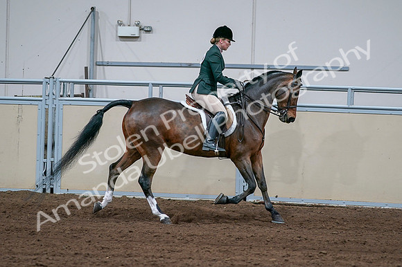 2020 - AB Morgan Horse - Fri, Sept 04 - 01757