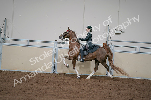 2020 - AB Morgan Horse - Fri, Sept 04 - 09756