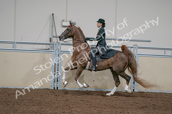 2020 - AB Morgan Horse - Fri, Sept 04 - 09747
