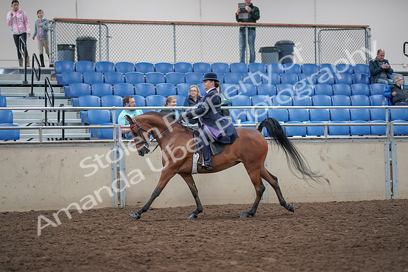 2019 Morgan Horse Show - Aug 31, 2019 - 08841
